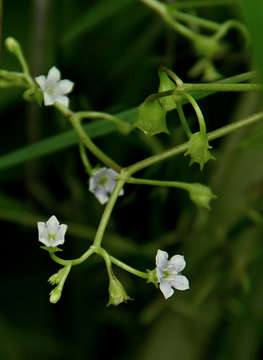 Plancia ëd Pentodon pentandrus var. minor Bremek.