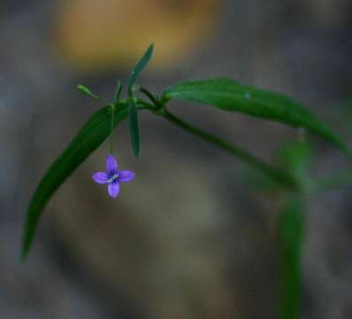 Image of Oldenlandia affinis (Roem. & Schult.) DC.