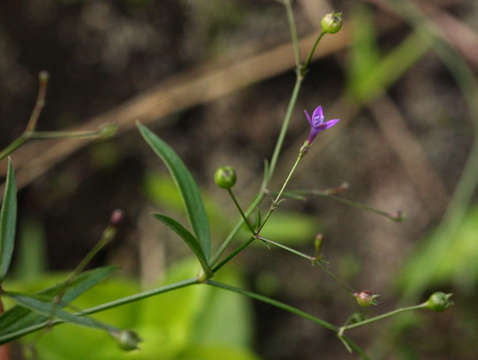 Image of Oldenlandia affinis (Roem. & Schult.) DC.