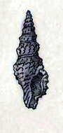 Image of Miraclathurella bicanalifera (Sowerby I 1834)