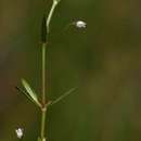 Imagem de Oldenlandia lancifolia var. scabridula Bremek.
