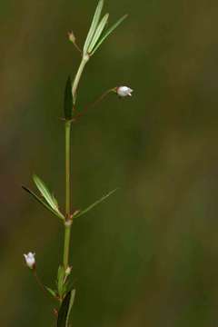 Sivun Oldenlandia lancifolia (Schumach.) DC. kuva