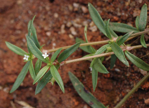 Oldenlandia lancifolia (Schumach.) DC.的圖片