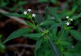 Image de Pentas