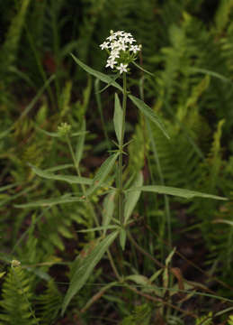 Image of pentas