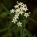 Image de Pentas angustifolia (A. Rich.) Verdc.
