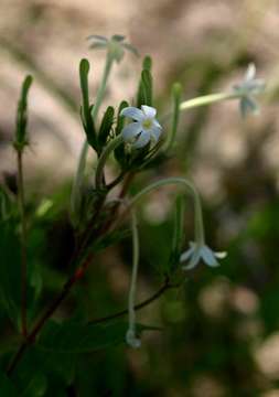 Image of Chamaepentas