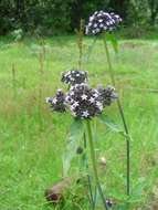 Image of Pentas purpurea Oliv.