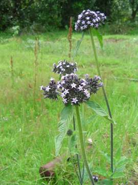 Image of Pentas purpurea Oliv.