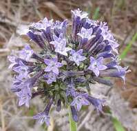 Image of Pentas purpurea Oliv.