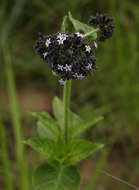 صورة Pentas purpurea Oliv.