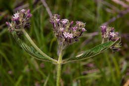 صورة Pentas purpurea Oliv.