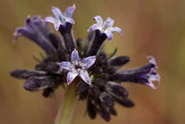 صورة Pentas purpurea Oliv.