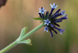 Image of Pentas purpurea Oliv.