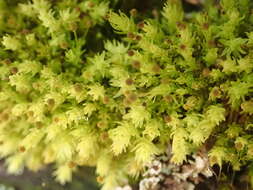 Image of aulacomnium moss