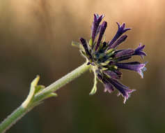 Image of Pentas purpurea Oliv.