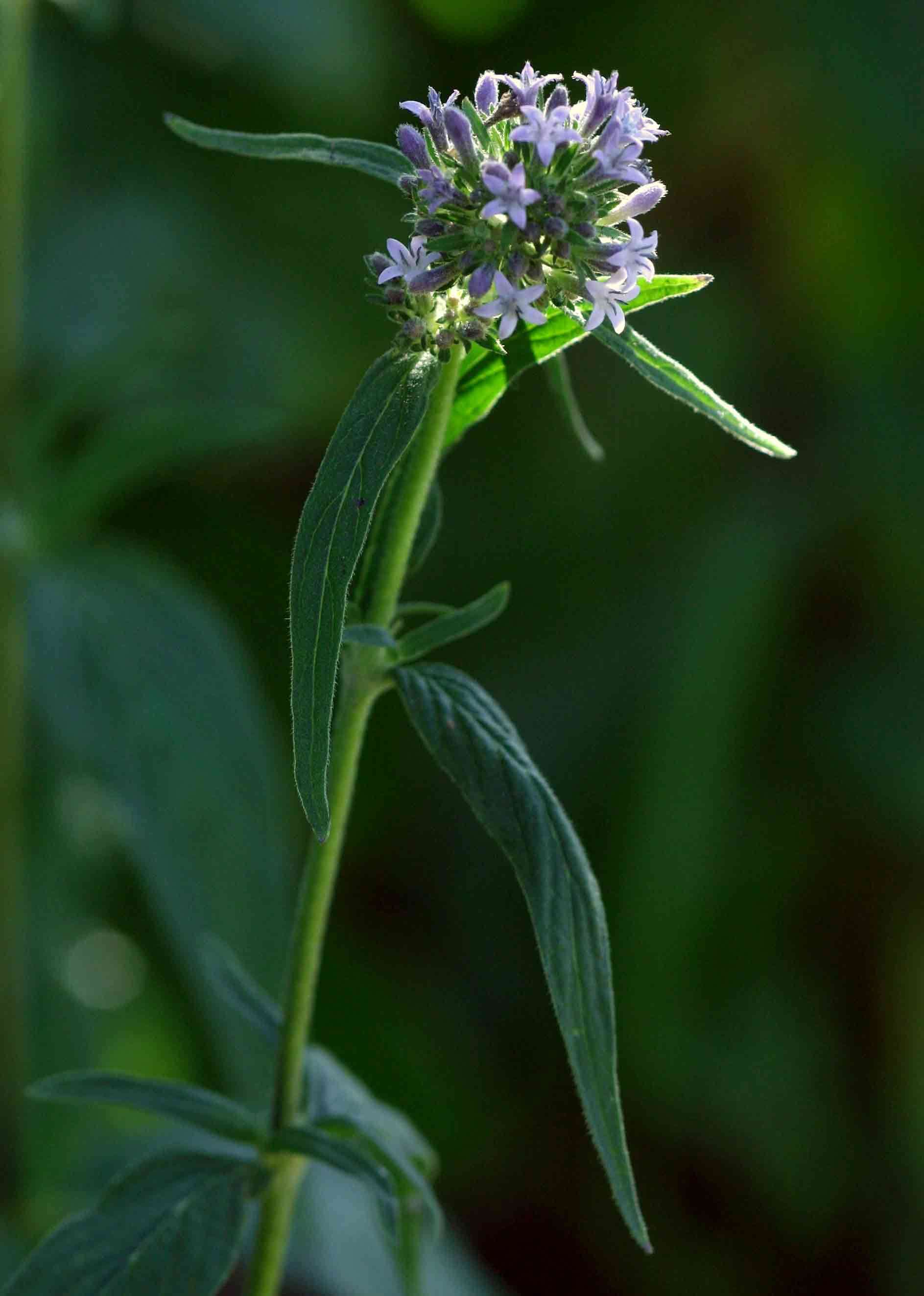 Image of Pentas purpurea Oliv.