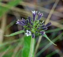 Image of Pentas purpurea Oliv.