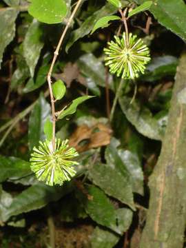 Image of buttonbush