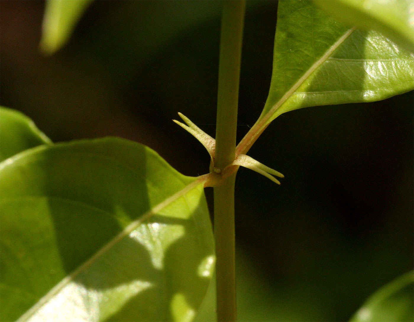 Image of Forest star