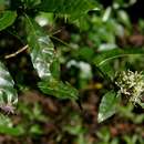 Image de Tarenna pavettoides subsp. affinis (K. Schum.) Bridson