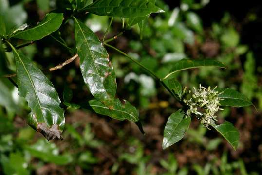 Image de Tarenna pavettoides (Harv.) Sim