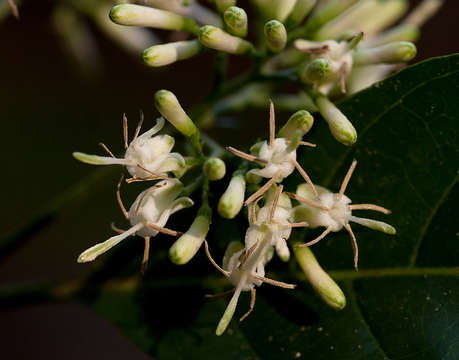 Image of Tarenna pavettoides (Harv.) Sim