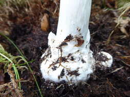 Image of Amanita arctica Bas, Knudsen & T. Borgen 1987