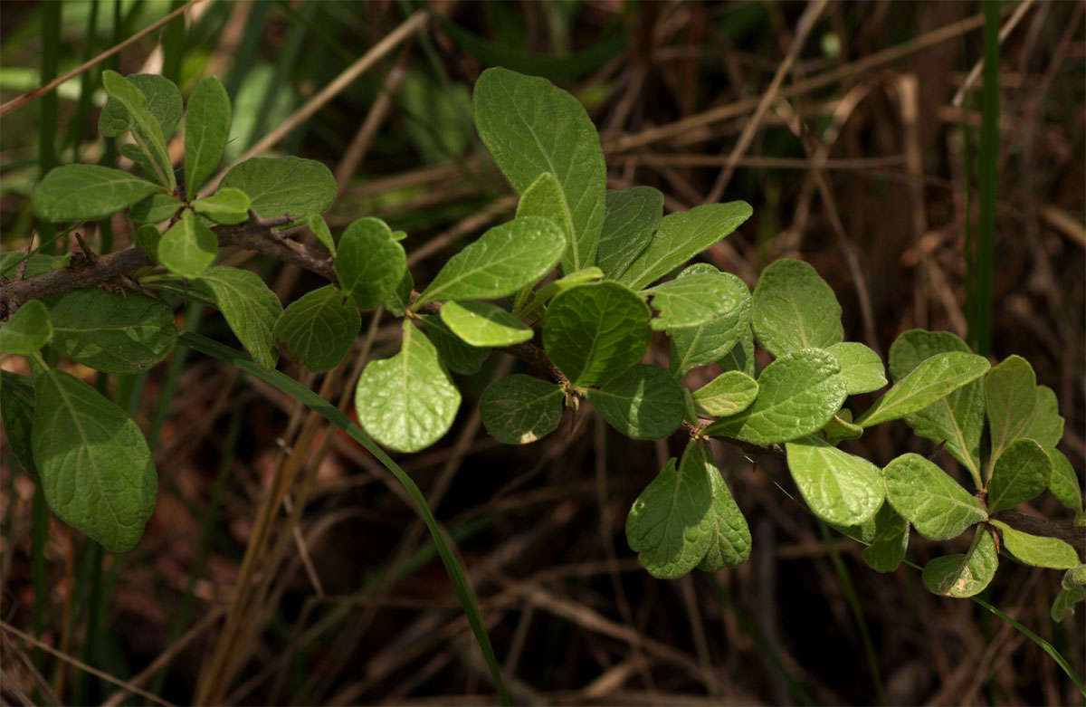 صورة Catunaregam taylorii (S. Moore) Bridson