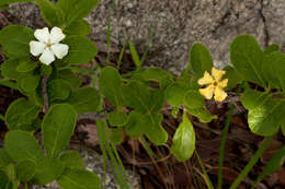 Image de Catunaregam taylorii (S. Moore) Bridson