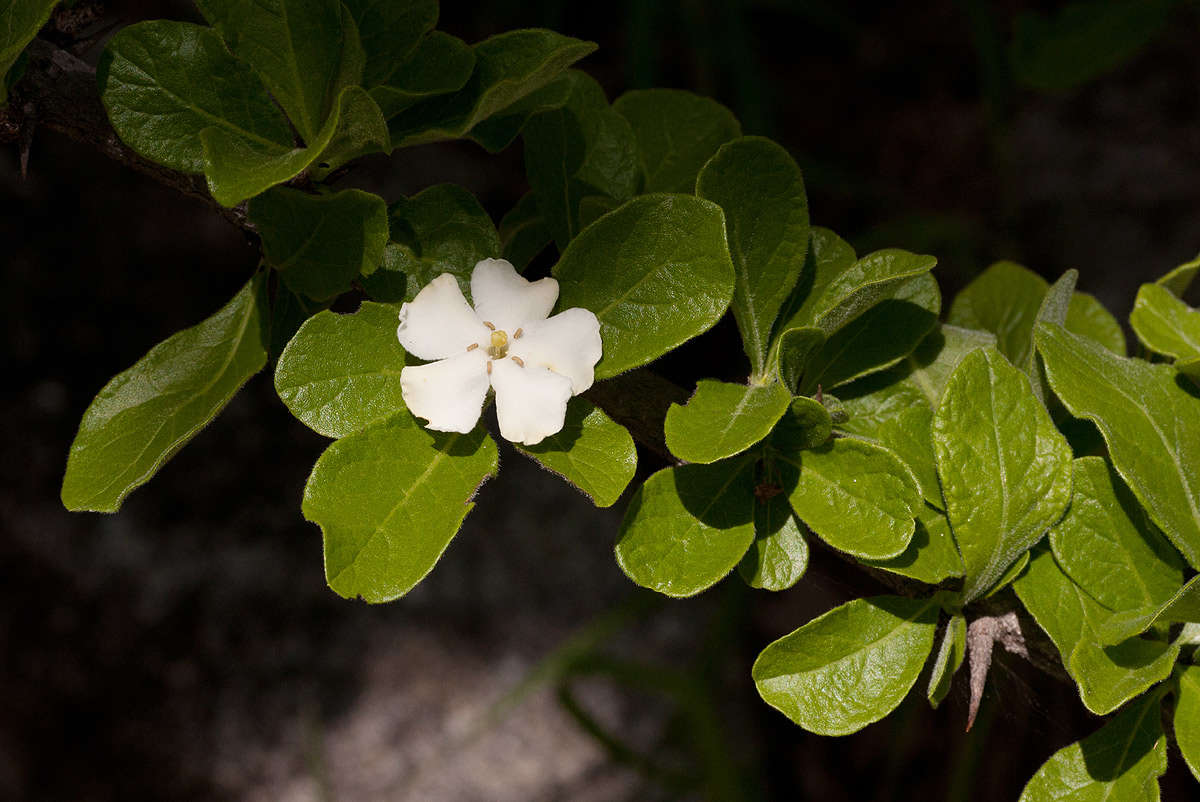 صورة Catunaregam taylorii (S. Moore) Bridson