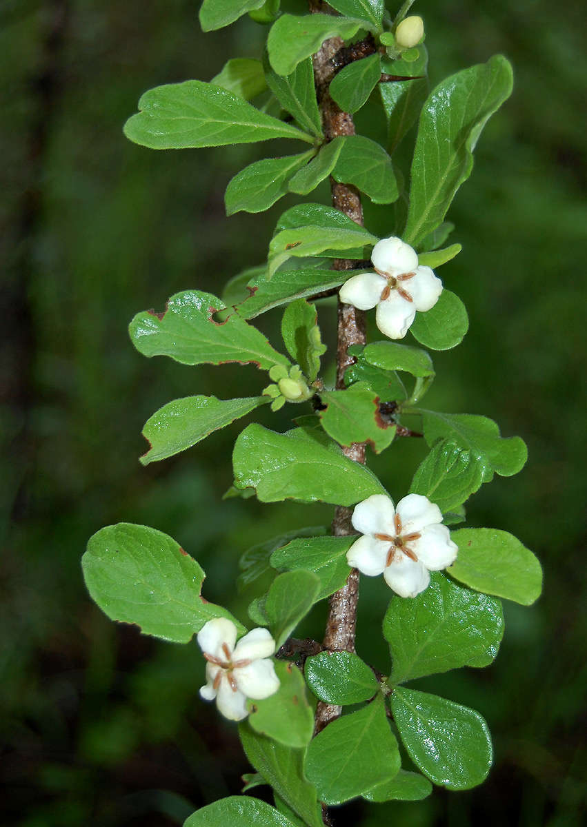 صورة Catunaregam taylorii (S. Moore) Bridson