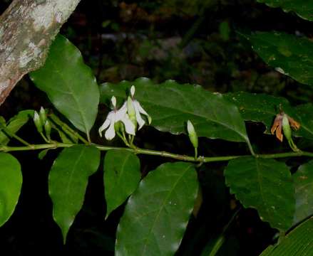 Image of Aidia micrantha (K. Schum.) Bullock ex F. White