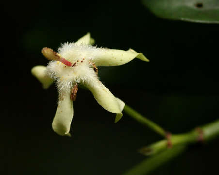 Image of Aidia micrantha (K. Schum.) Bullock ex F. White