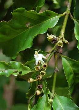 Image of Aidia micrantha (K. Schum.) Bullock ex F. White