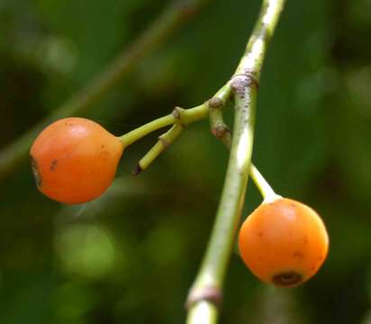 Image of Aidia micrantha (K. Schum.) Bullock ex F. White