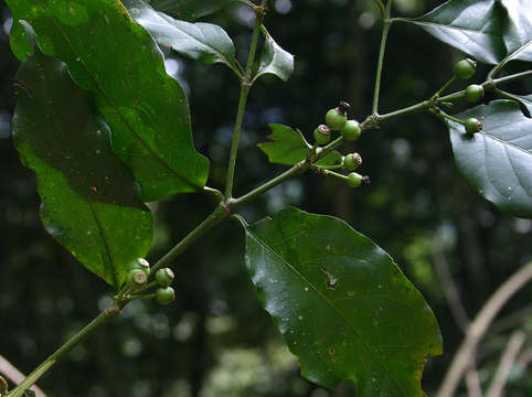 Image of Aidia micrantha (K. Schum.) Bullock ex F. White