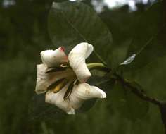 Image of gardenia