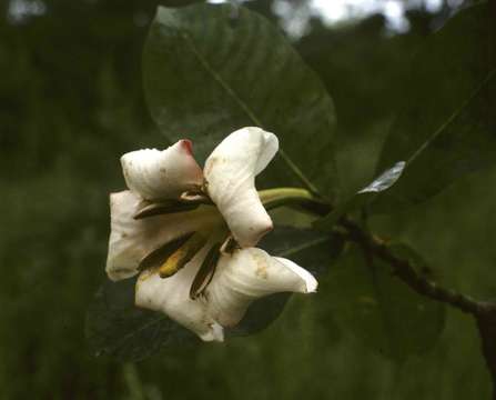 Image of Gardenia imperialis K. Schum.