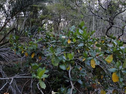 Image of Gardenia imperialis K. Schum.