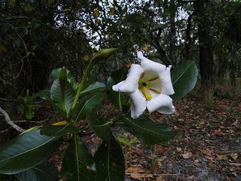 Image of Gardenia imperialis K. Schum.