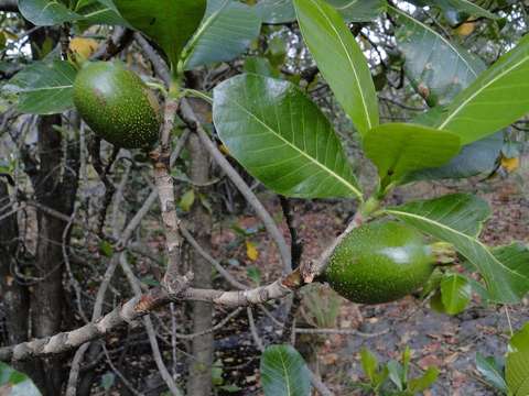 Image of Gardenia imperialis K. Schum.