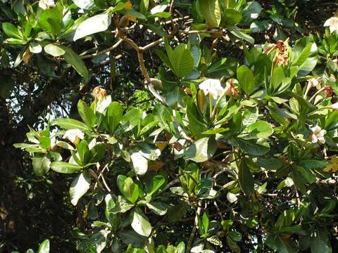 Image of Gardenia imperialis K. Schum.