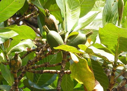 Image of Gardenia imperialis K. Schum.