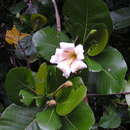 Image of Large pink gardenia