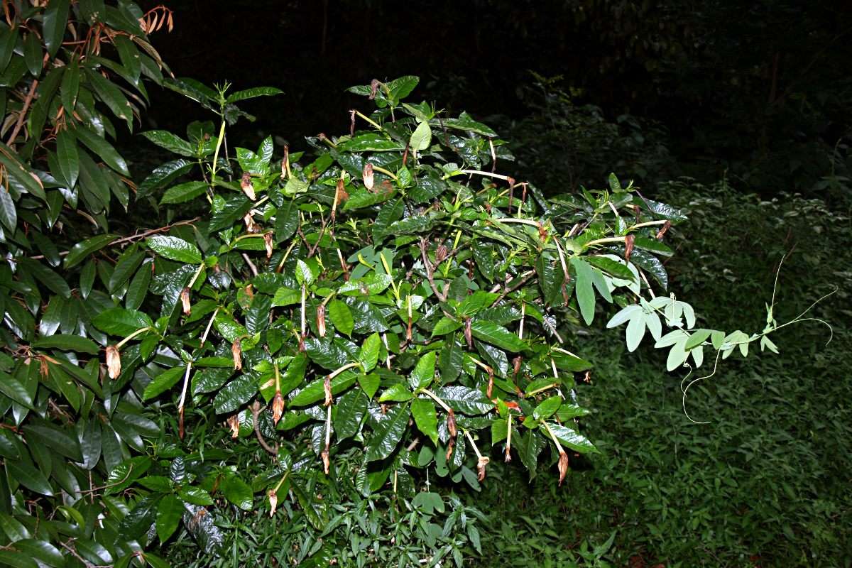 Image of Gardenia posoquerioides S. Moore