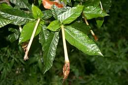 Imagem de Gardenia posoquerioides S. Moore