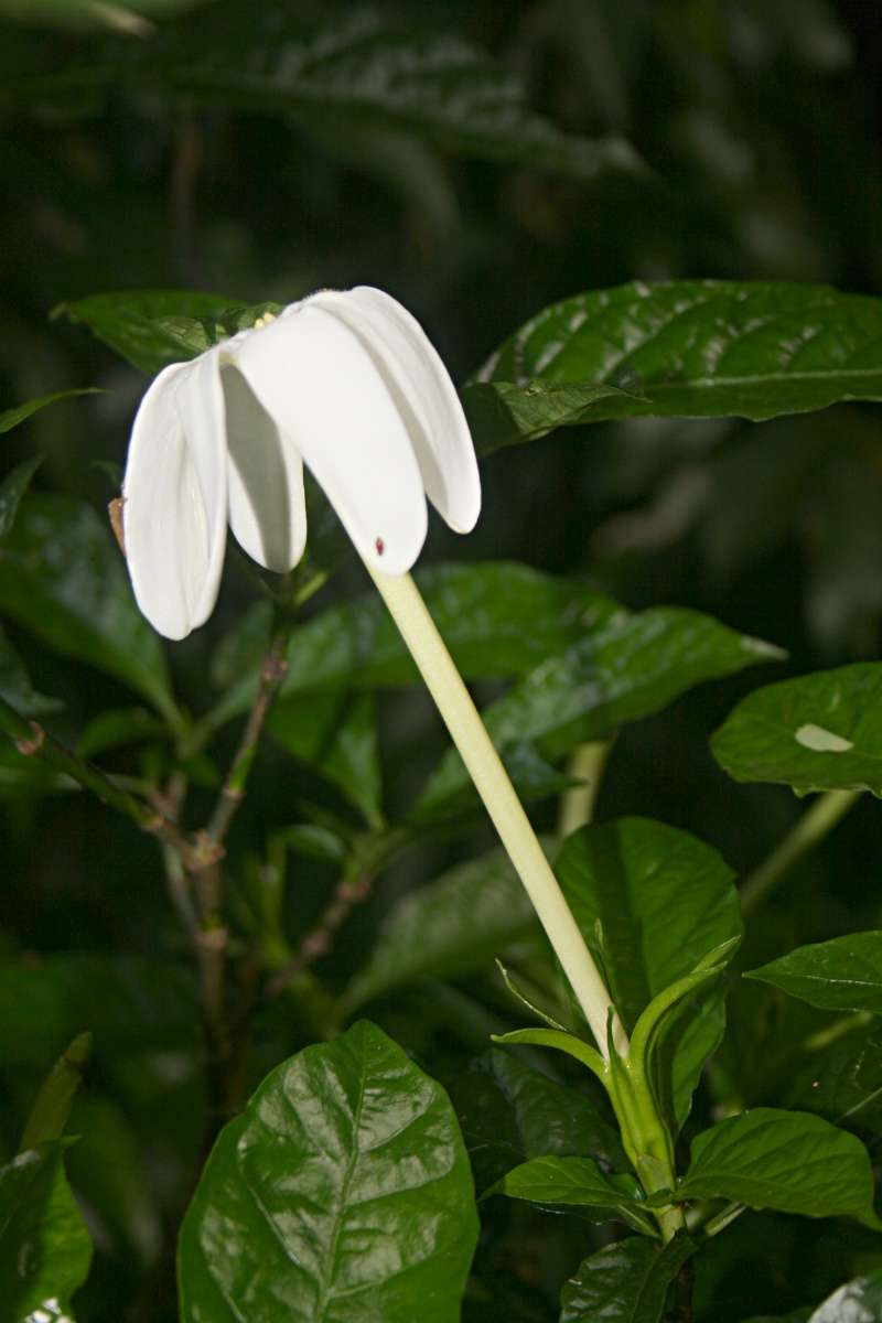 Imagem de Gardenia posoquerioides S. Moore