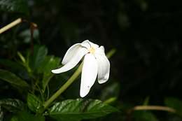 Imagem de Gardenia posoquerioides S. Moore