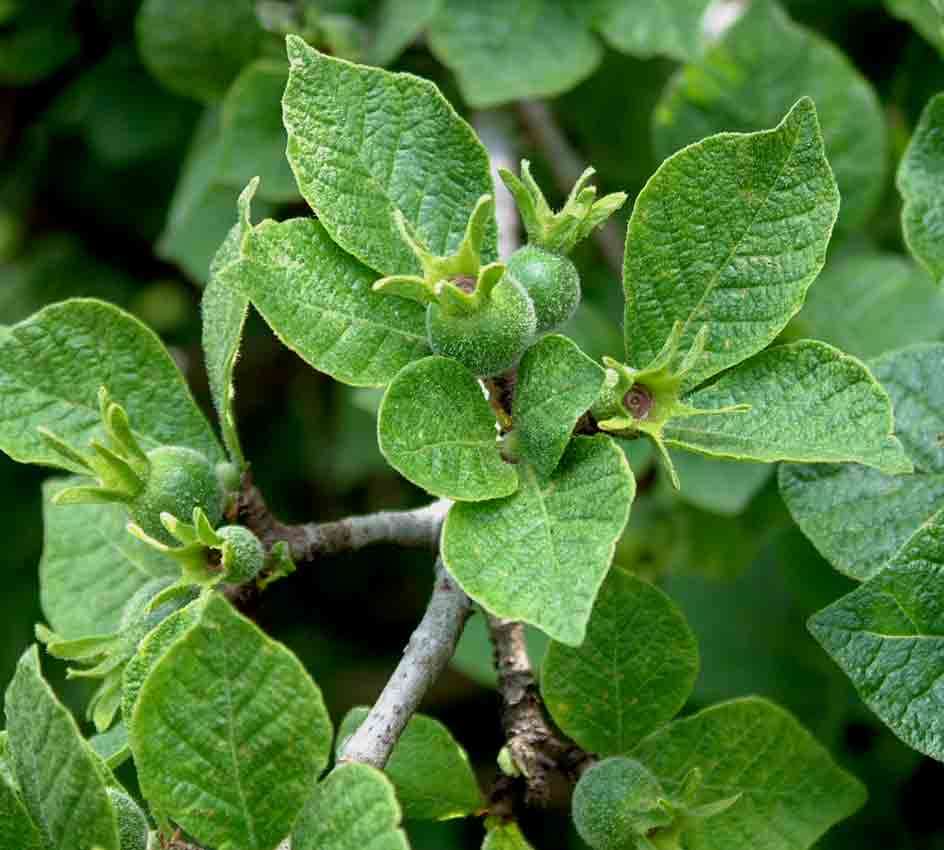 Image of Gardenia resiniflua Hiern